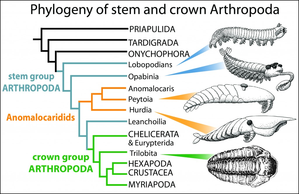 Figure 2 Arthropod tree