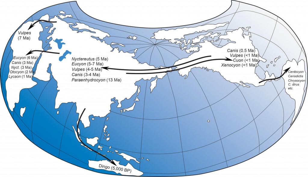 World map and canid migration