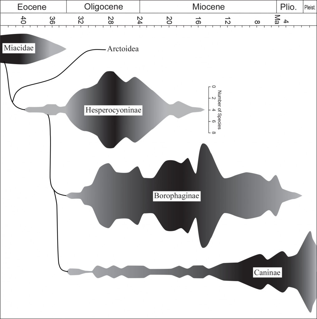 Canid diversity through time