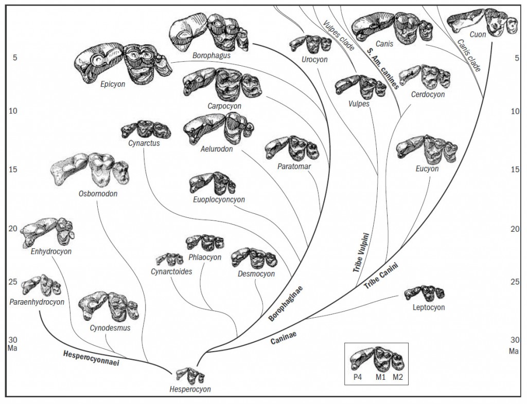 Canid teeth evolution