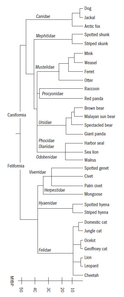 Carnivora phylogeny