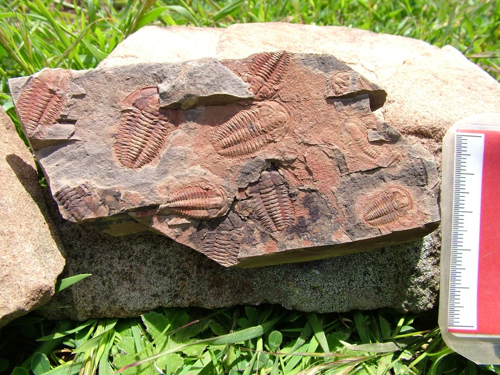 02 - Trilobites (Estaingia bilobata)