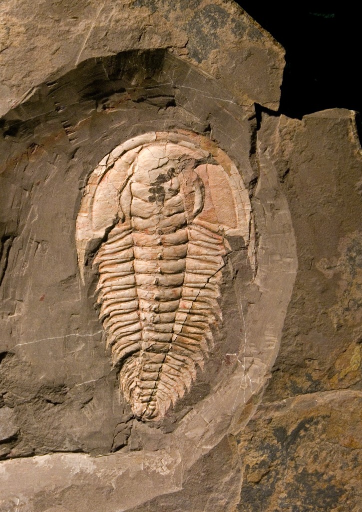 04 - The trilobite Redlichia takooensis