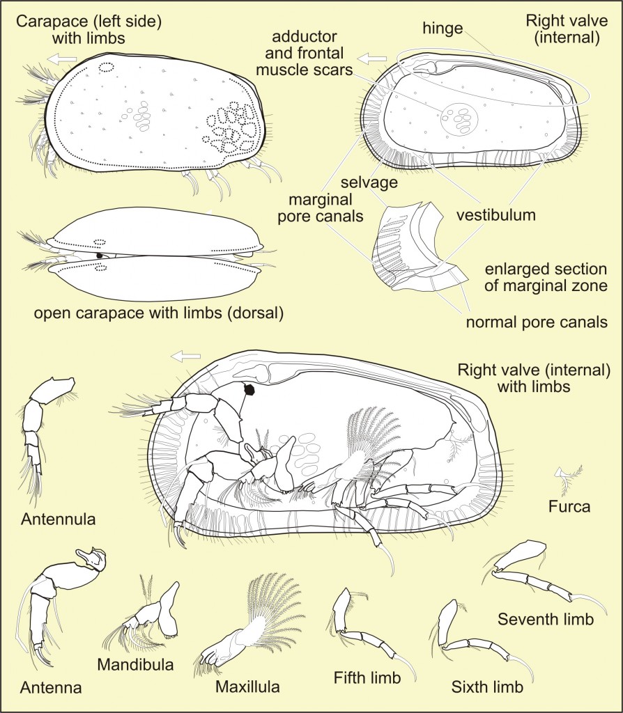 Ostracod morphology