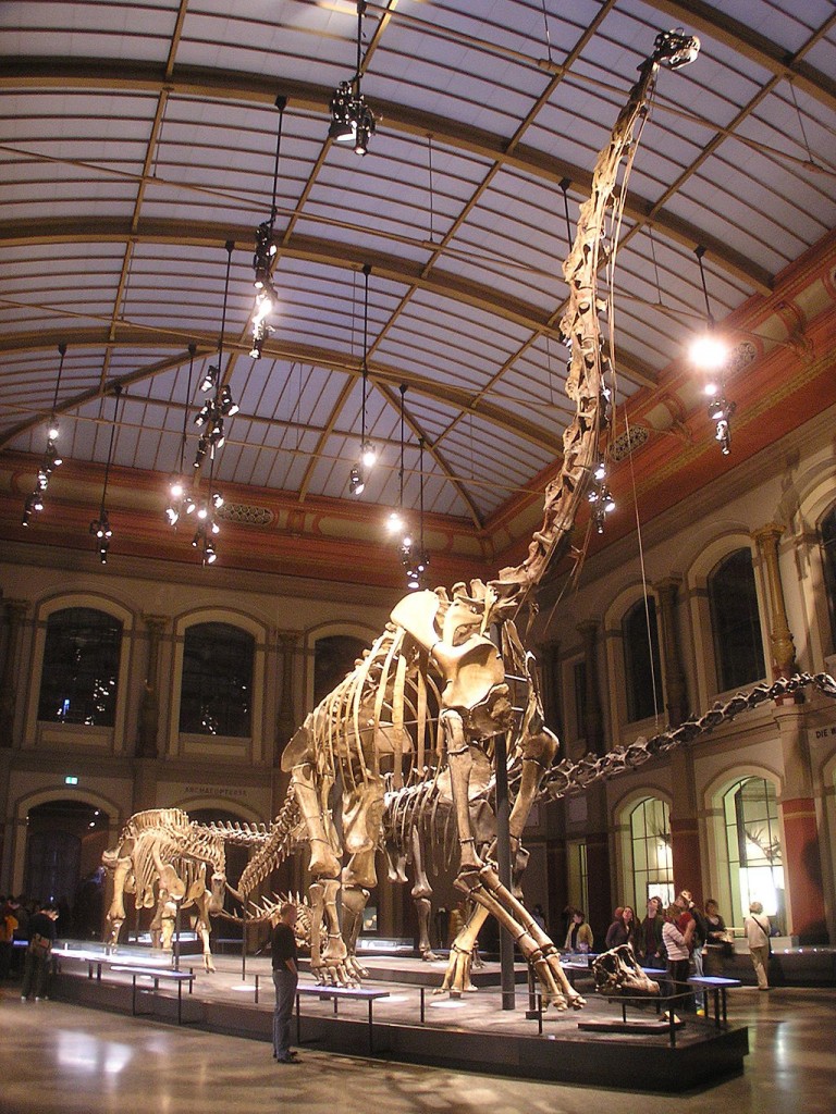 1024px-Naturkundemuseum_Brachiosaurus_brancai