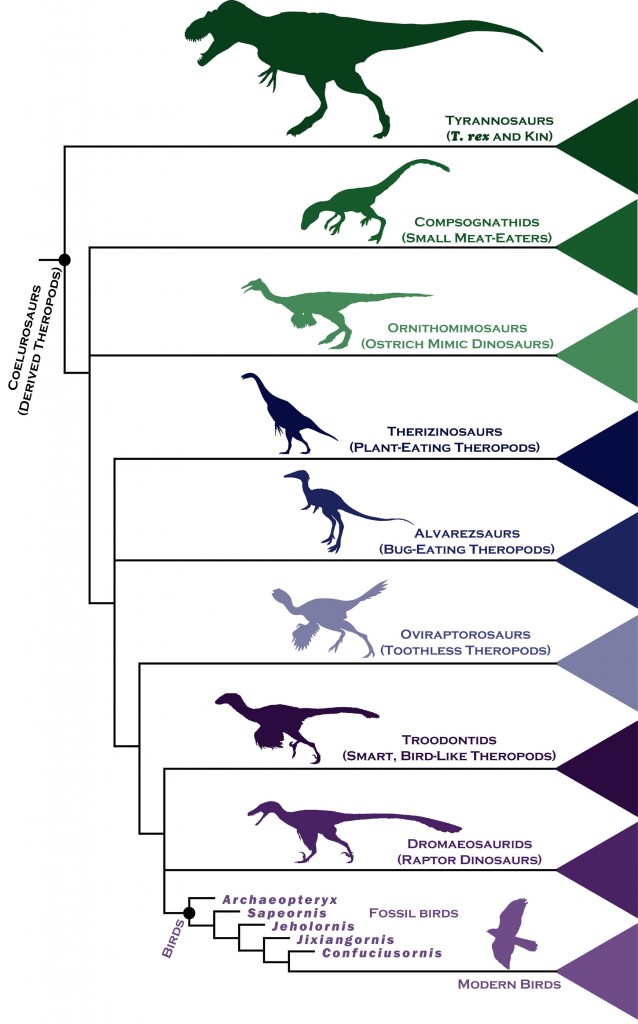 BrusatteEdinburghDinoBirdFig2CreditSteveBrusatte