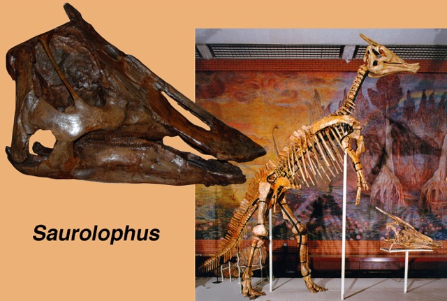 Saurolophus2