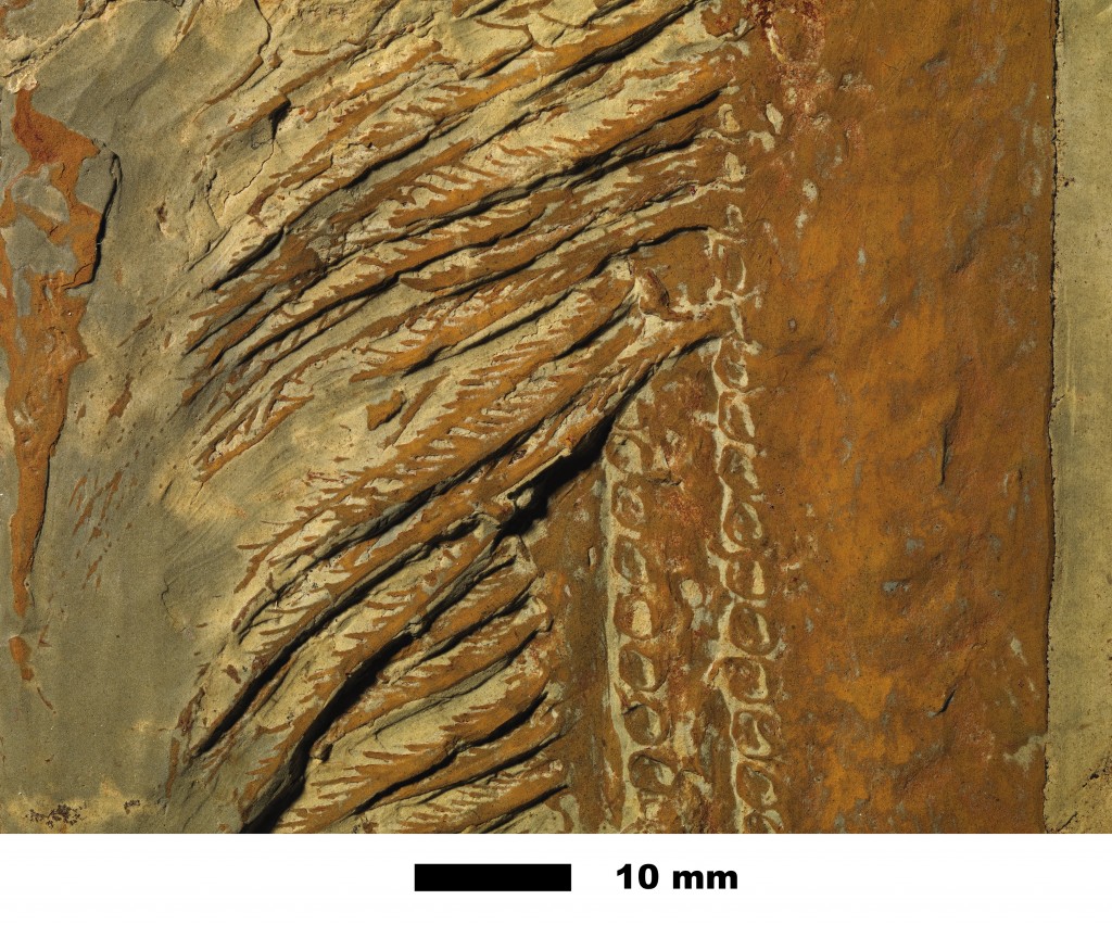 10. Aegirocassis benmoulae filter-feeding appendage 1 detail