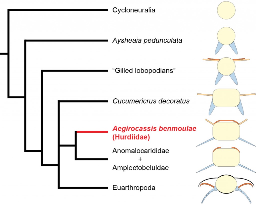 Cladogram + morphological transitions biramous limb