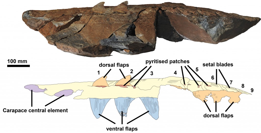 7. Aegirocassis benmoulae complete specimen lateral + drawing