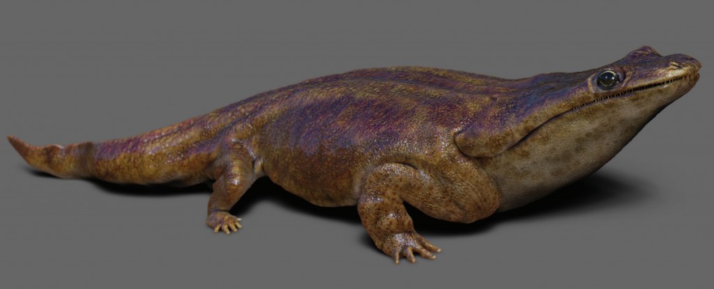 Metoposaurus algarvensis