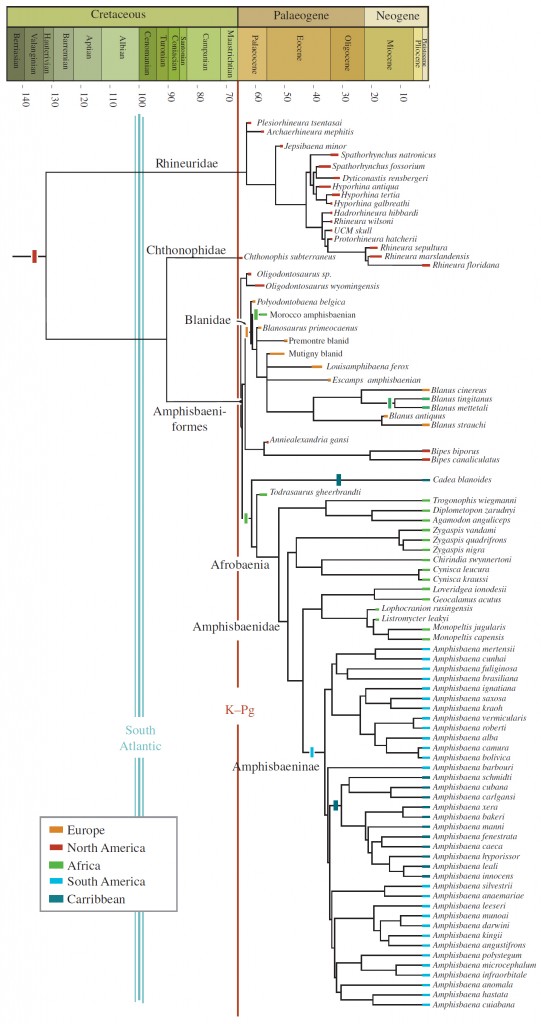 Phylogeny