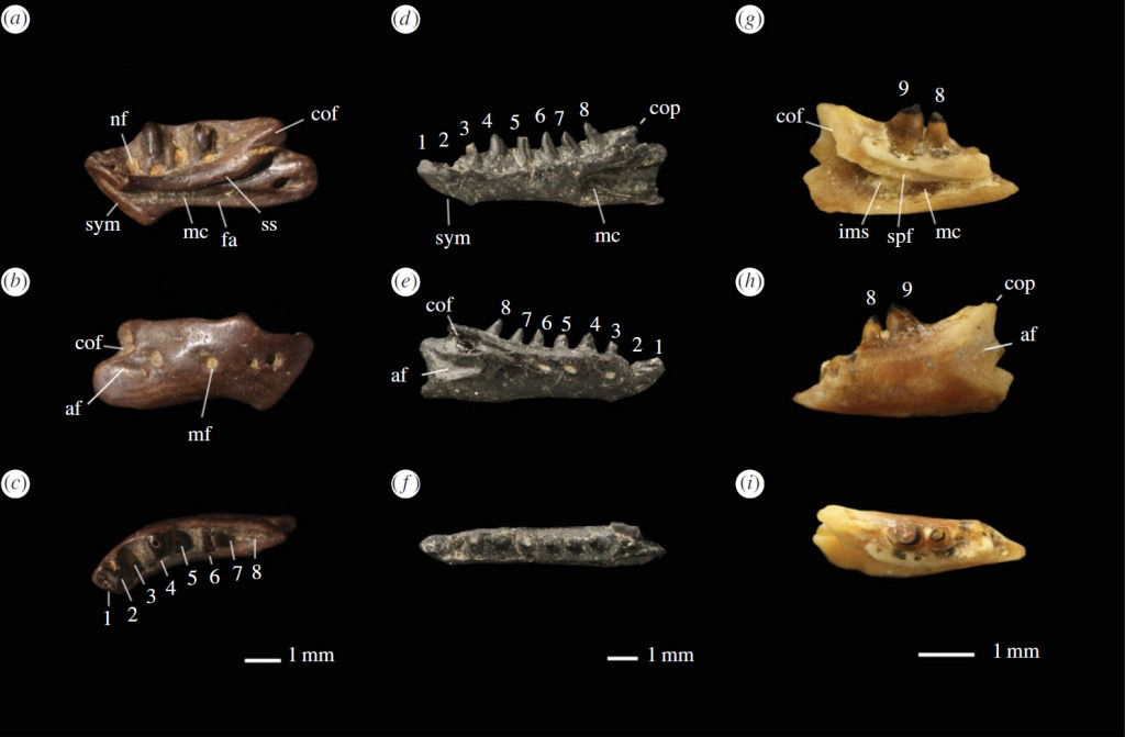 Worm lizard fossils