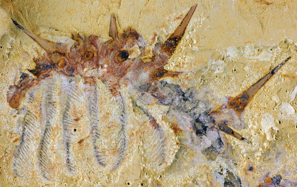 Collinsium_fossil_1