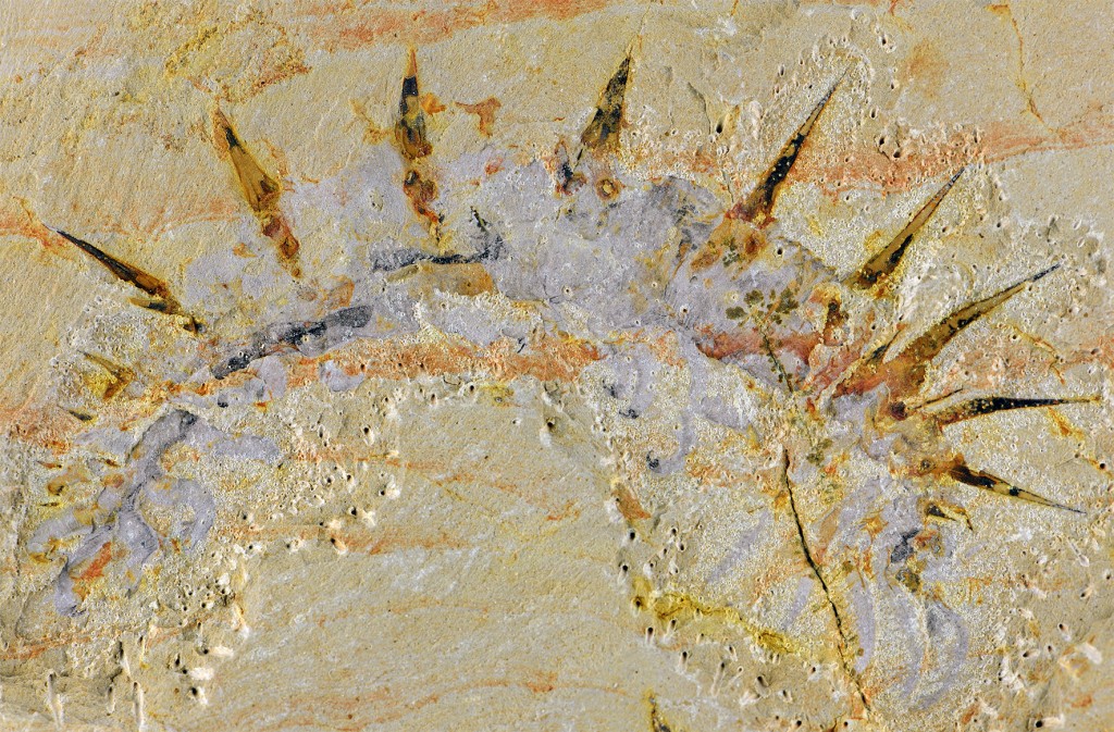 Collinsium_fossil_2