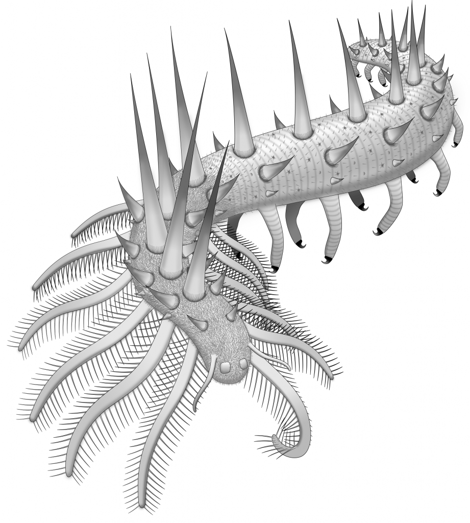 Collinsium_reconstruction