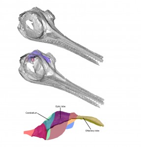 Reconstruction of an ichthyosaur skull and endocranium. Image copyright Ryan Marek