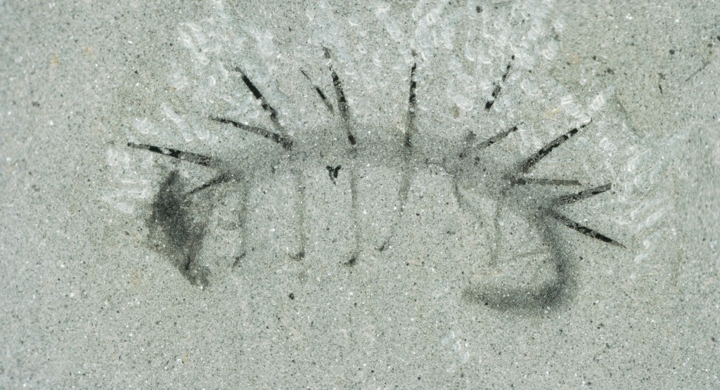 Hallucigenia sparsa