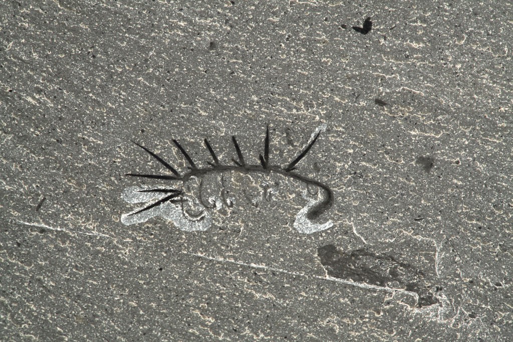 Hallucigenia fossil ROM 61513