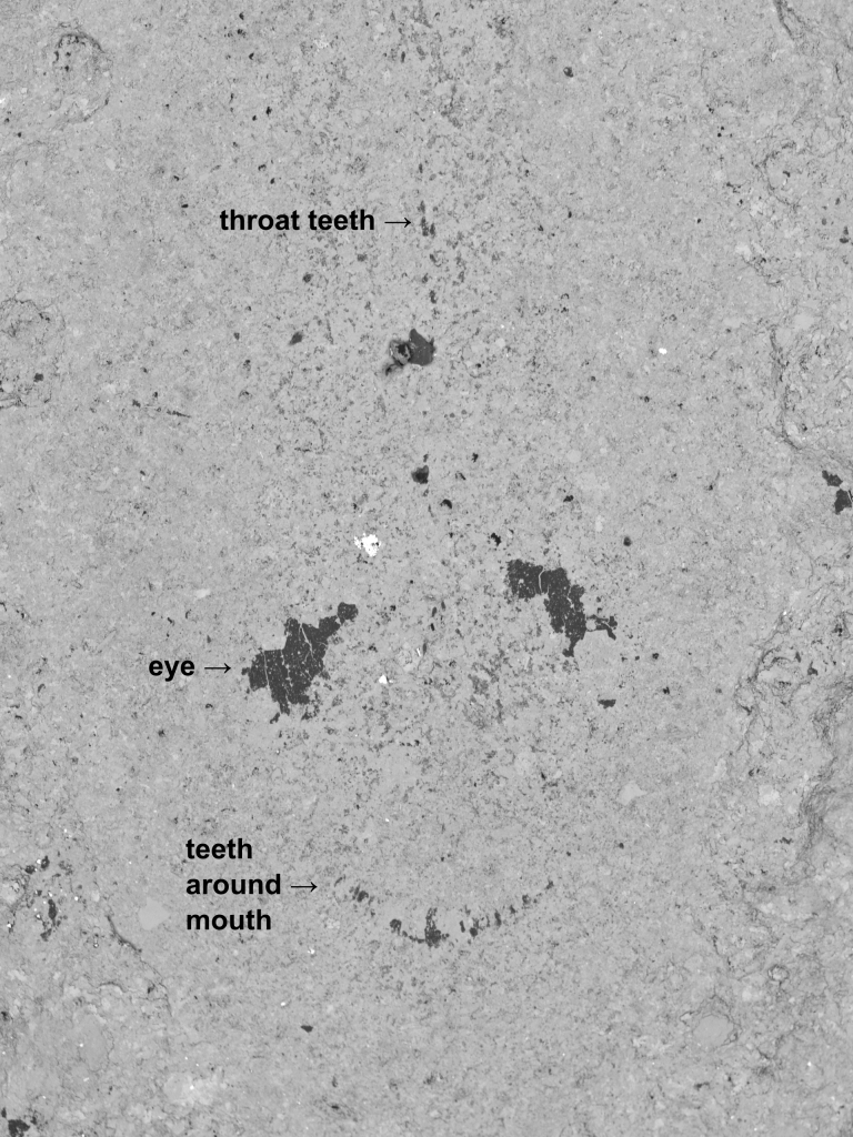 Hallucigenia fossil head annotated ROM 63146