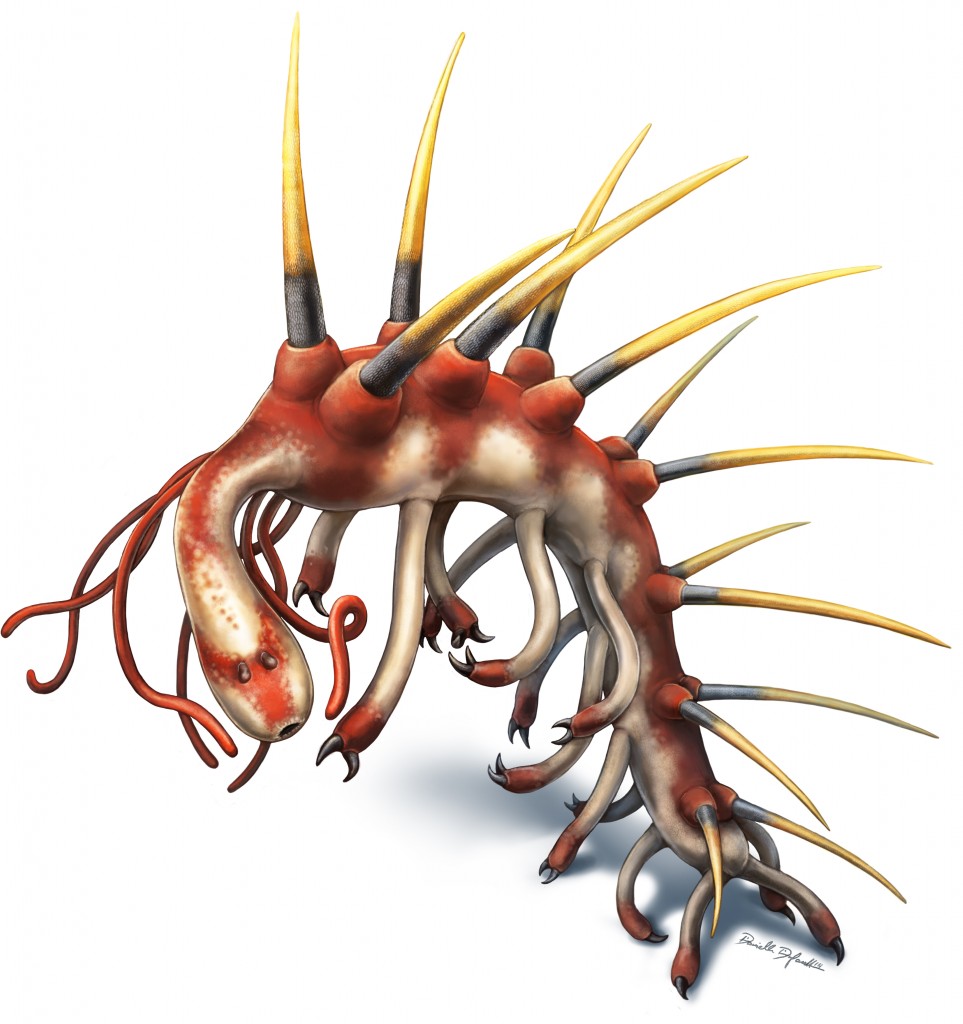 Hallucigenia reconstruction by Danielle Dufault