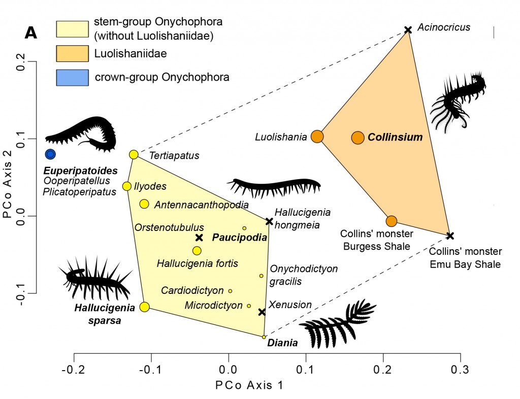 Lobopodian morphospace