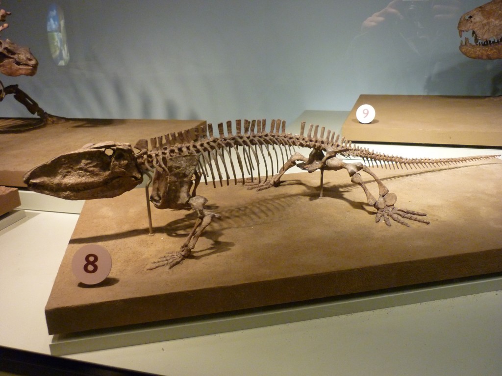 Ophiacodontid