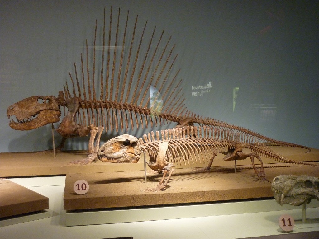 Sphenacodontid