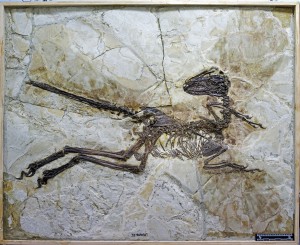 ZhenyuanlongSkeleton