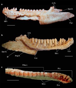 Gueragama holotype (image by T iago Simões & Adriano Kury)