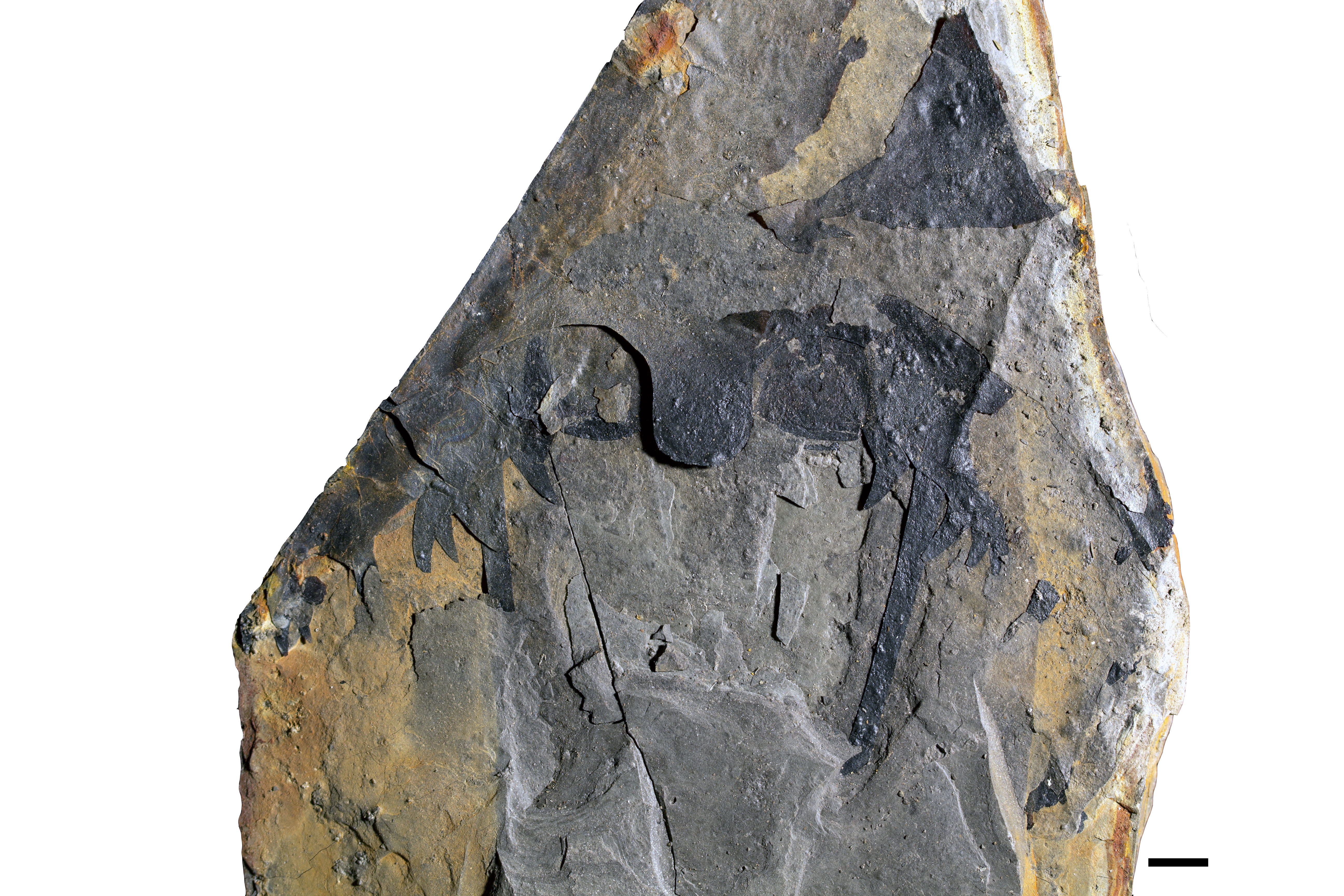 Pentecopterus holotype