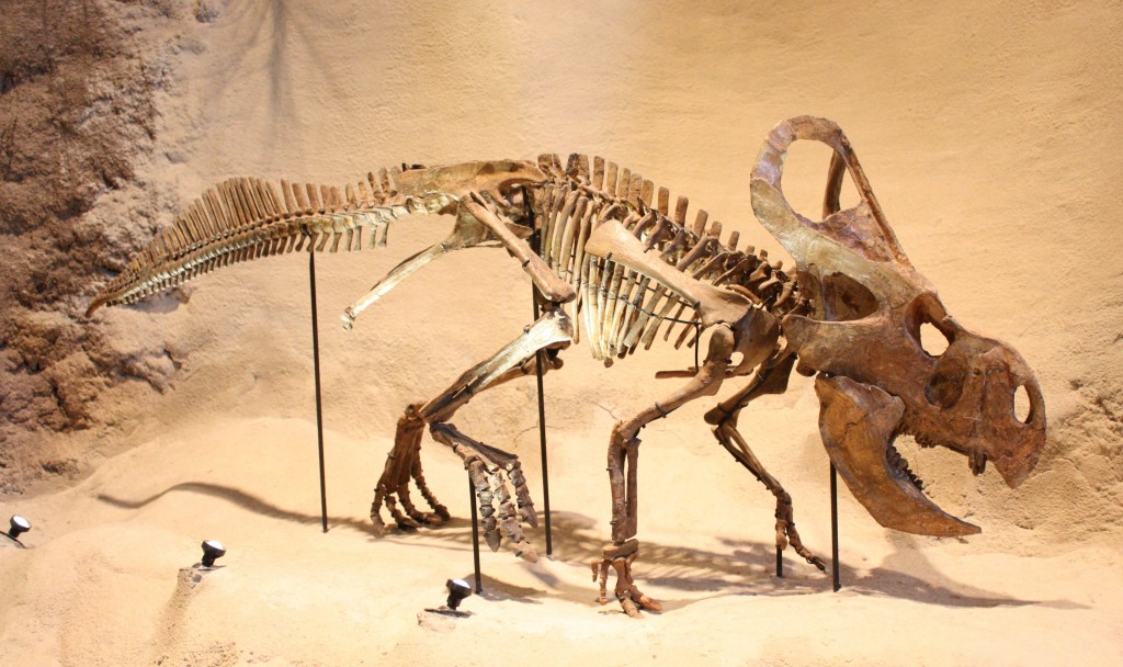 Hone 2 Protoceratops