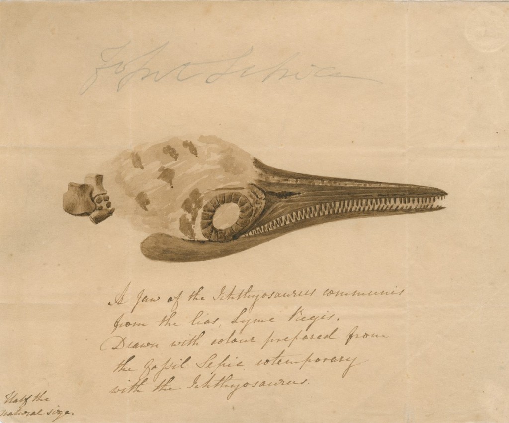 Ichthyosuar fossil squid ink