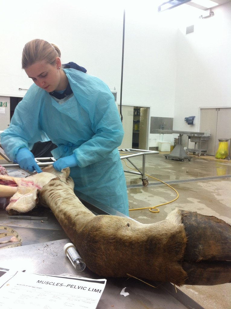 Regnault_giraffe_dissection