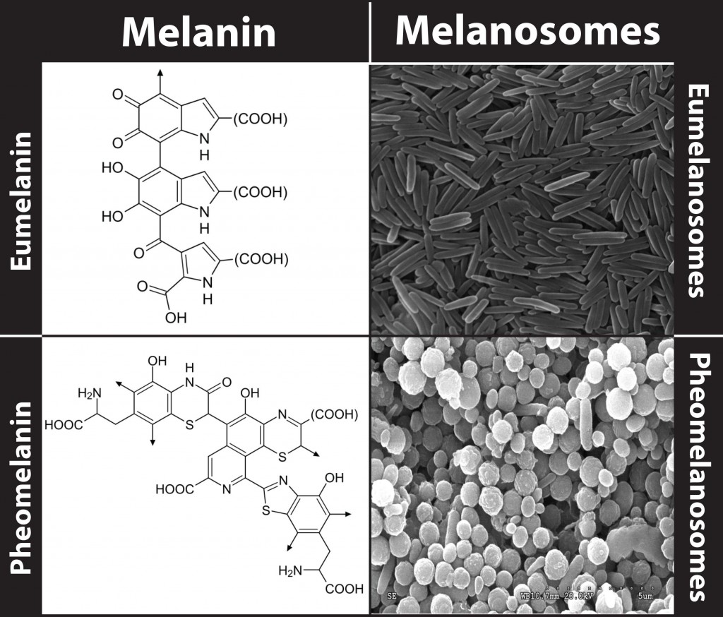 melanosomes and melanin