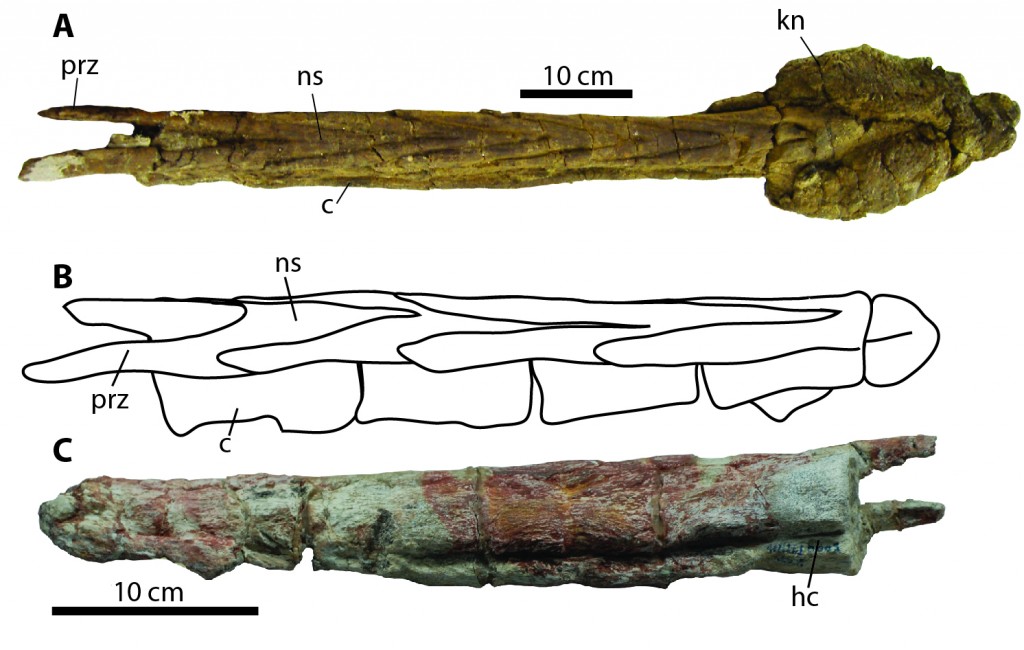 Dyoplosaurus tail club and Gobisaurus handle