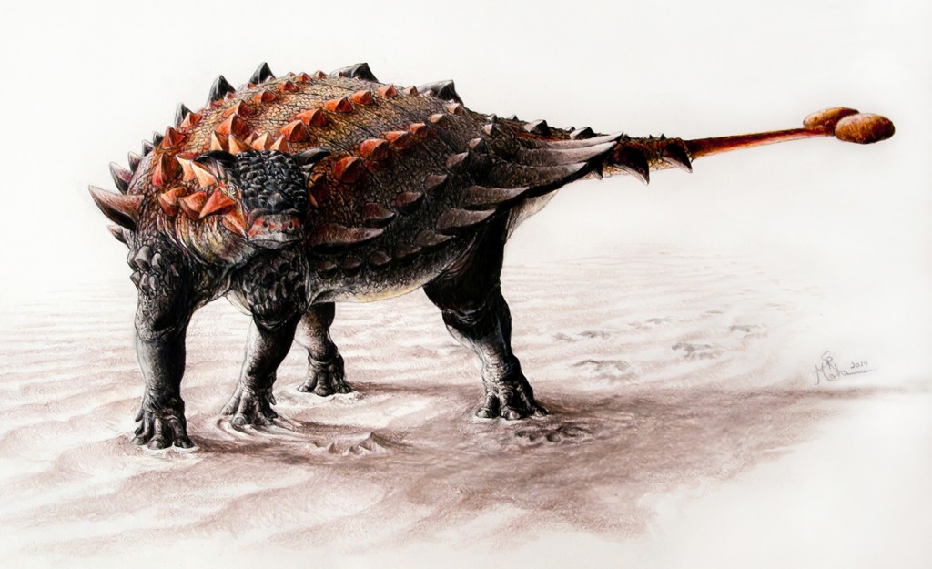 Ziapelta reconstruction by Sydney Mohr