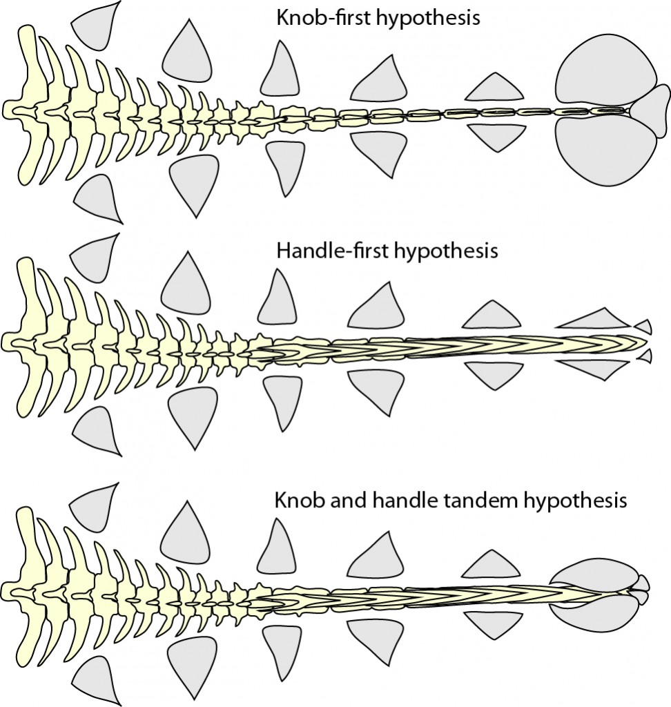 hypotheses