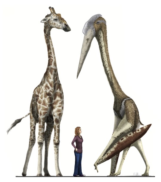 Aram vs giraffe 2015 low res