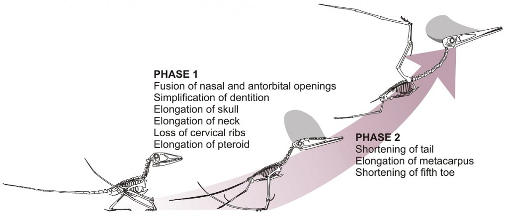 Pterodactyloid evolution low res