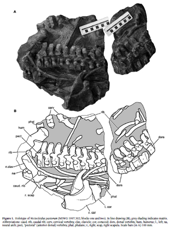 Shepherds-Chine-leptocleidid-blocks-Benson-et-al-2012-350-px-Darren-Naish-Tetrapod-Zoology