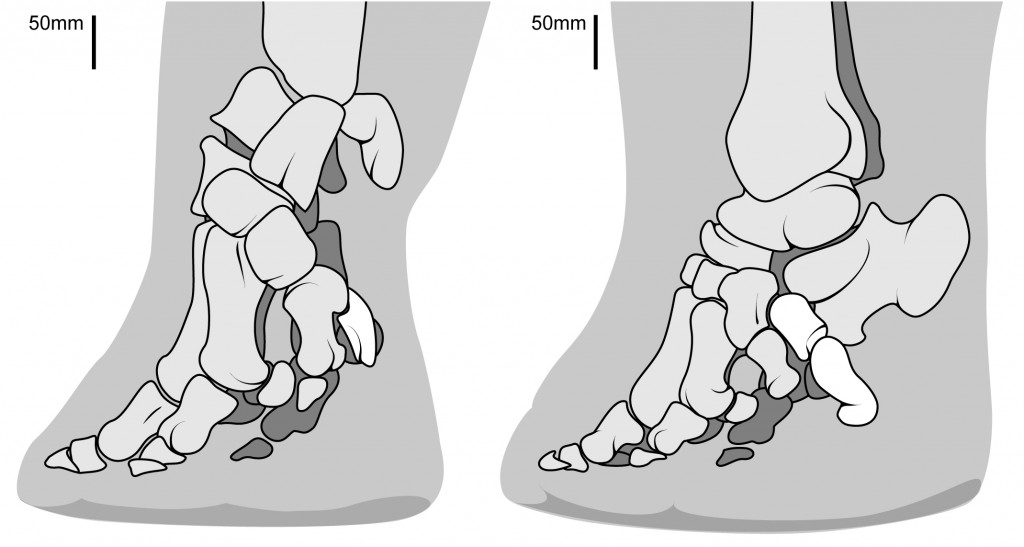 Elephant toes fig 1-03