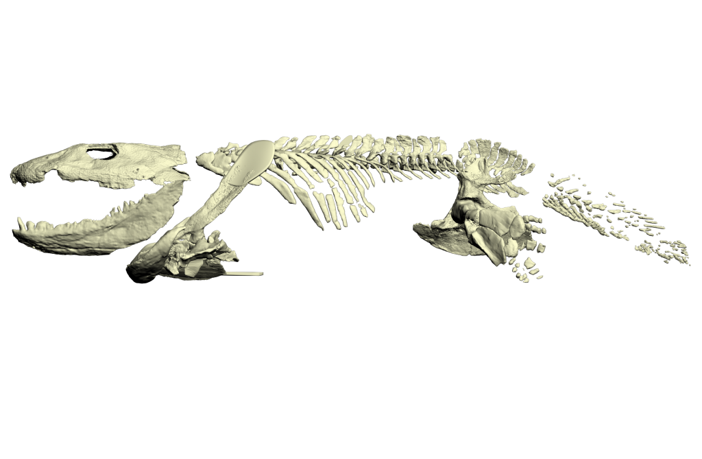 Ichthyostega-whole-side