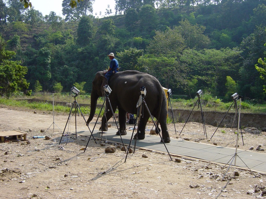 Thai-ele-walk