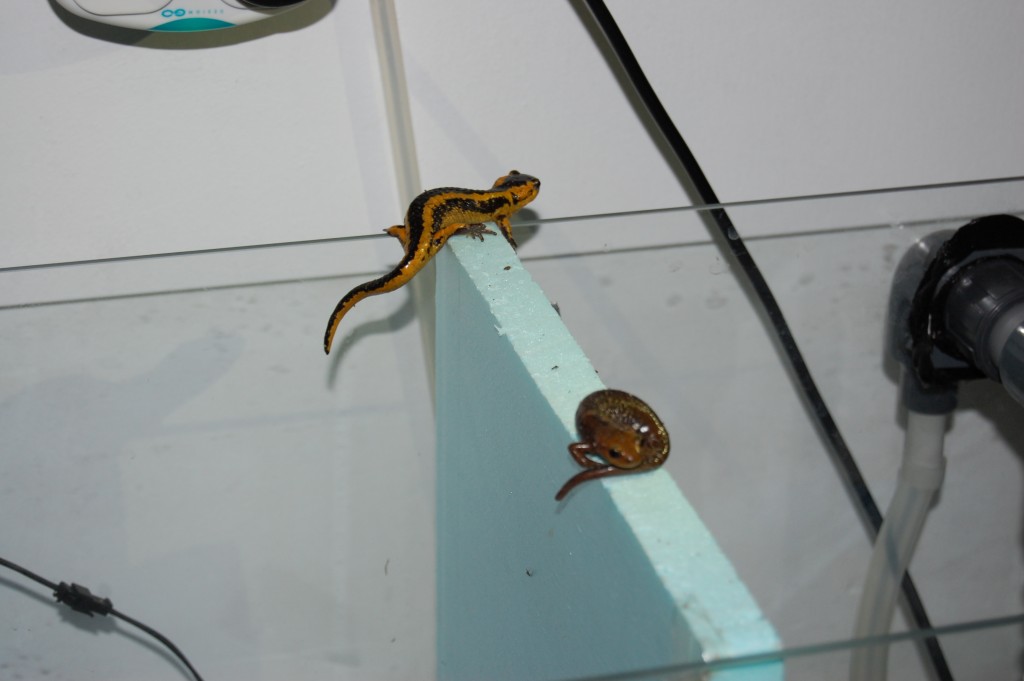 firesalamander-climber
