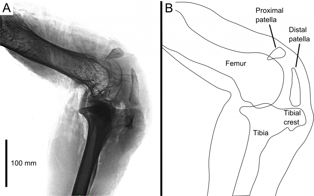 ostrich-knee2014PeerJ