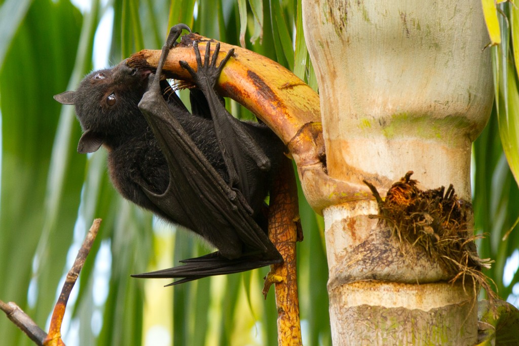 Black_Flying_Fox_eating_palm_tree