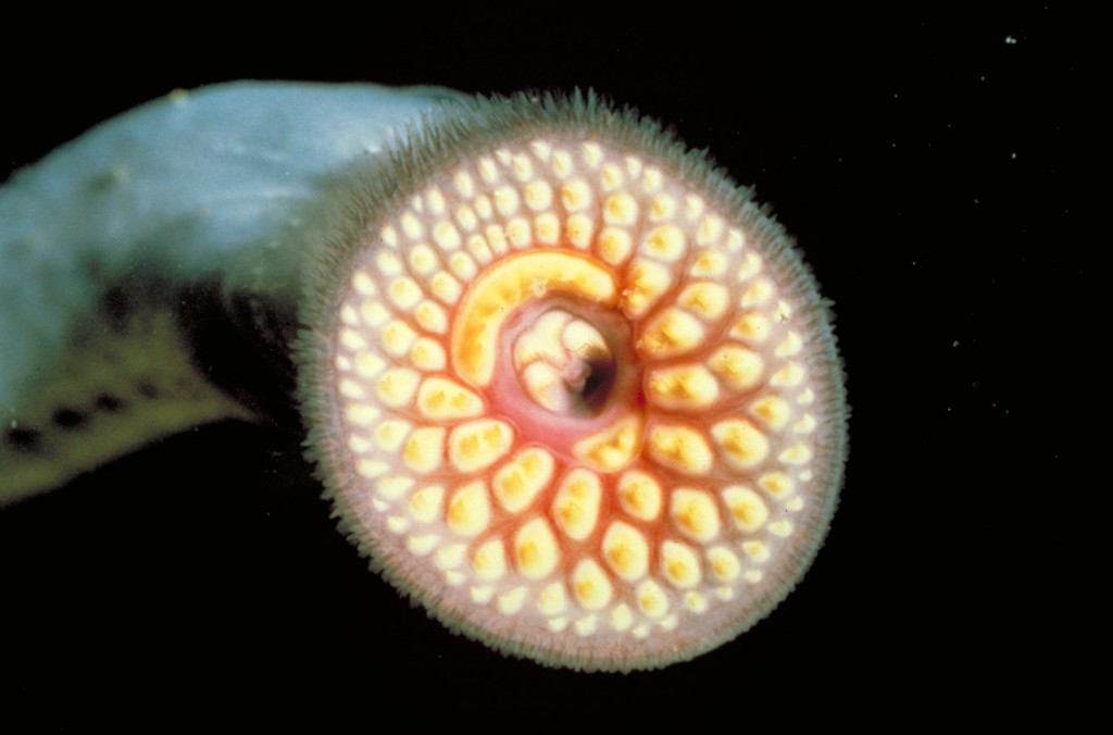 Lamprey_mouth