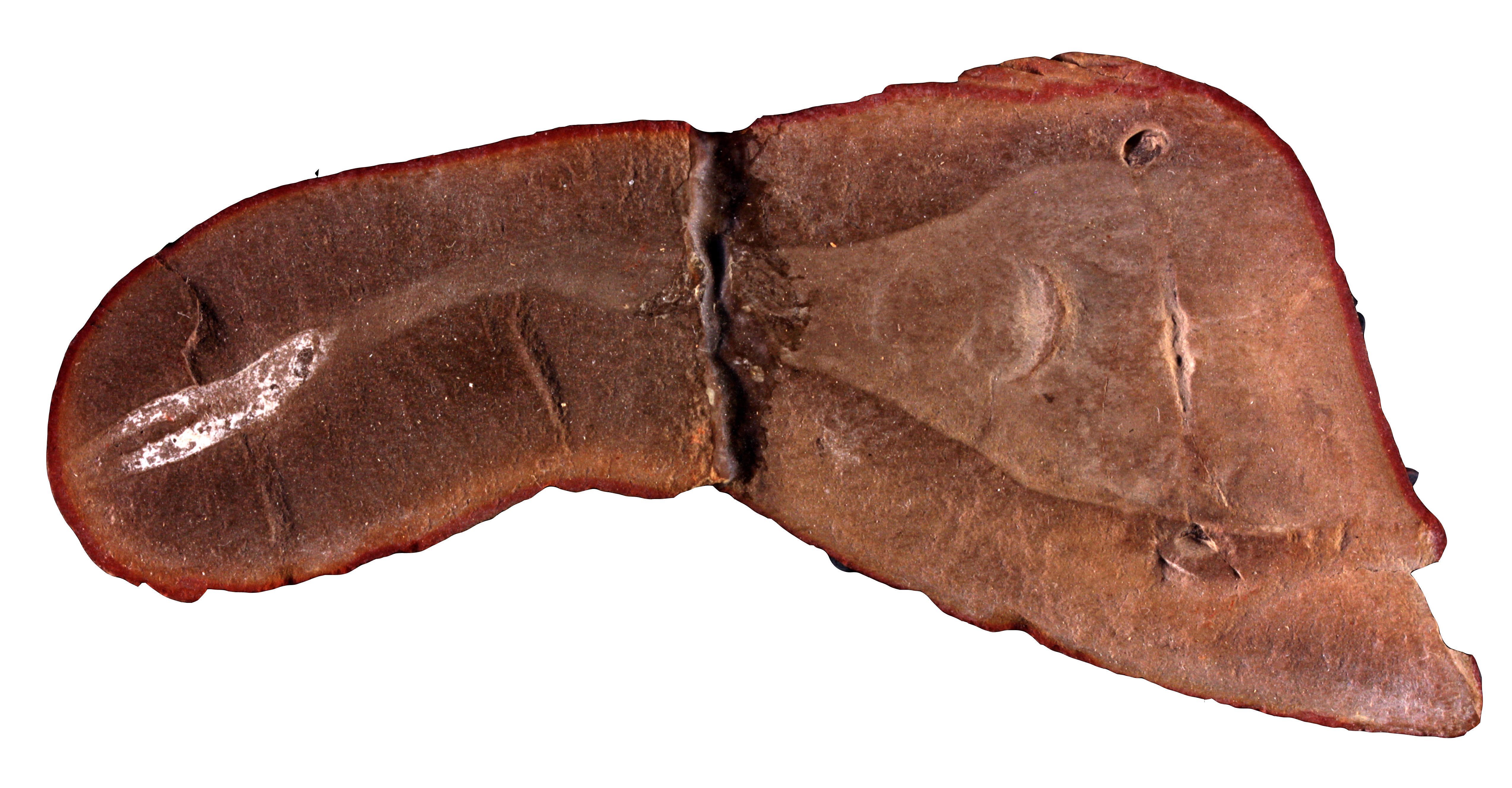 PE39890B_p-body-eye-snout-teeth