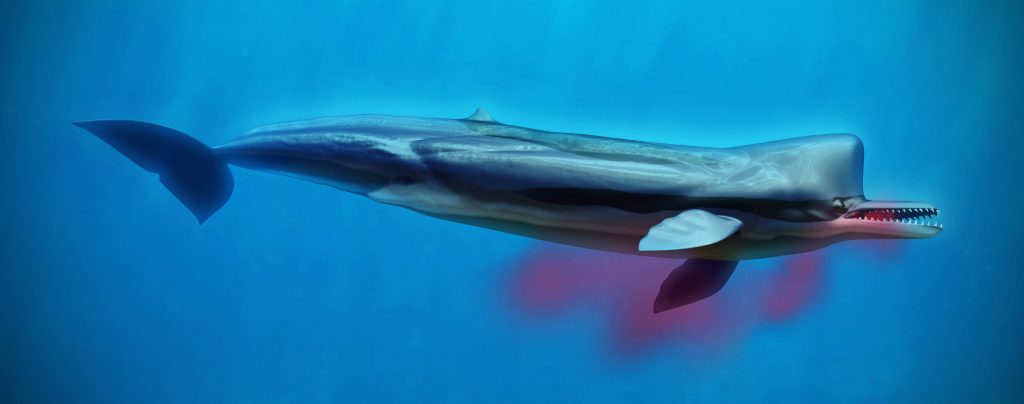 Hamza Fouatih - Killer sperm whale